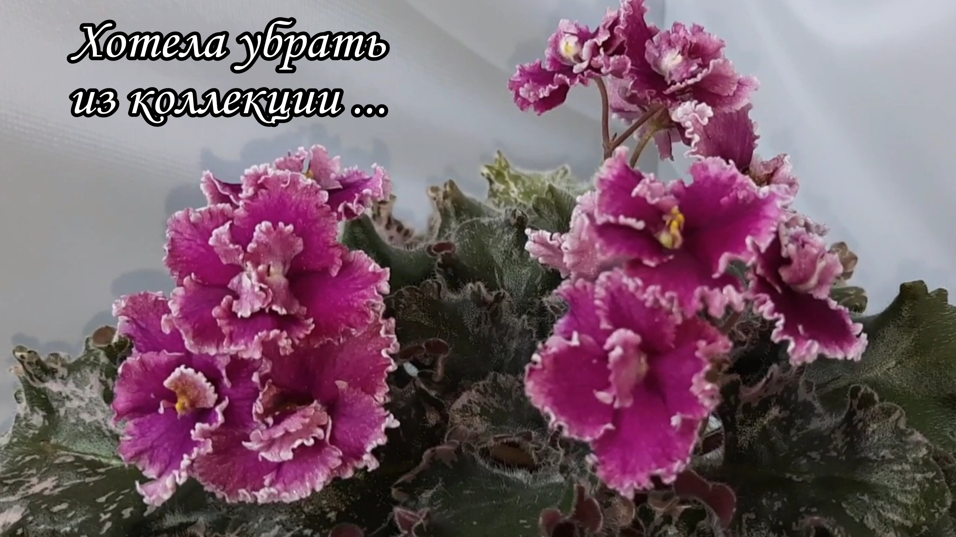 Фиалка, сорт Mac's Luxurious Leisure. Пока остаётся в коллекции)