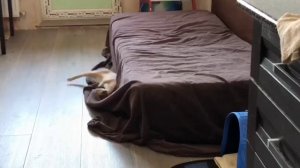 Бурманская кошка в течке