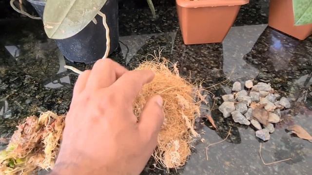 Phalaenopsis, qual substrato usar ? смотреть онлайн