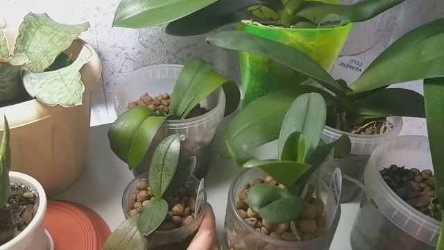 Обзор ОРХИДЕИ и ПАПОРОТНИКИ в августе?Ваниль?Лудизия?Интрига?Сого Лоуренс?Феррара?Хумата Даваллия? смотреть онлайн