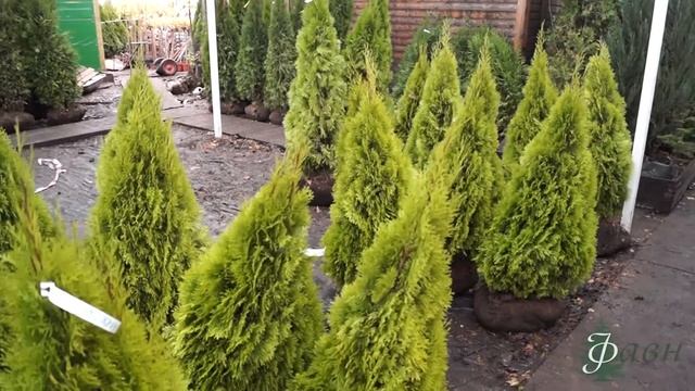 Доставка и посадка хвойных растений из питомника ФАВН. Как это происходит. смотреть онлайн