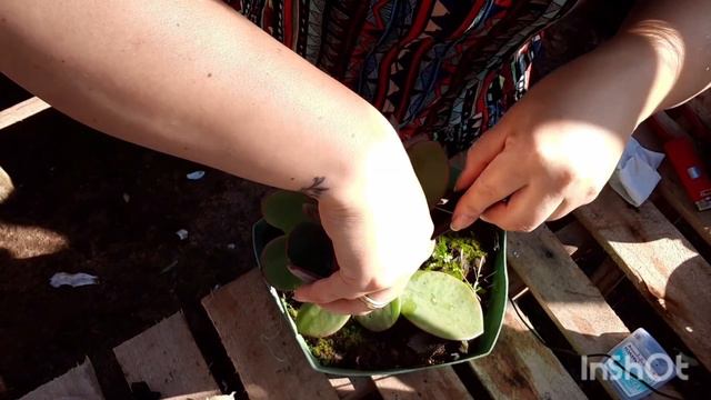 Como reaproveitar caules pela segunda vez ?? Como multiplico MANDALAS ?? decapitação!!! смотреть онлайн