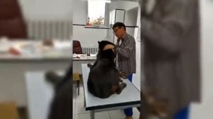 Чипирование собаки