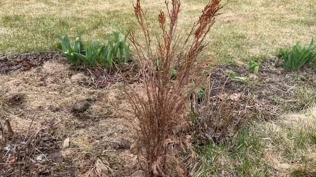 Управилась!)) 2 дня не разгибая спины! Прогулка по саду в начале мая после уборки смотреть онлайн