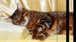 Тойгер, домашний Тигр, Породы кошек, описание