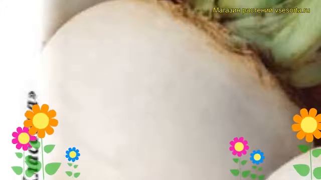 Репа Белая ночь (Репа). Краткий обзор, описание характеристик, где купить семена brassica rapa смотреть онлайн