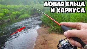 СТОЛЬКО ПОКЛЕВОК Я НЕ ОЖИДАЛ УВИДЕТЬ НА МИКРОРЕЧКЕ | ЛОВЛЯ ЕЛЬЦА И ХАРИУСА