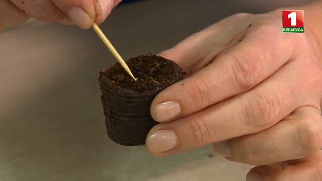 Сеем Эустому с передачей Дача смотреть онлайн