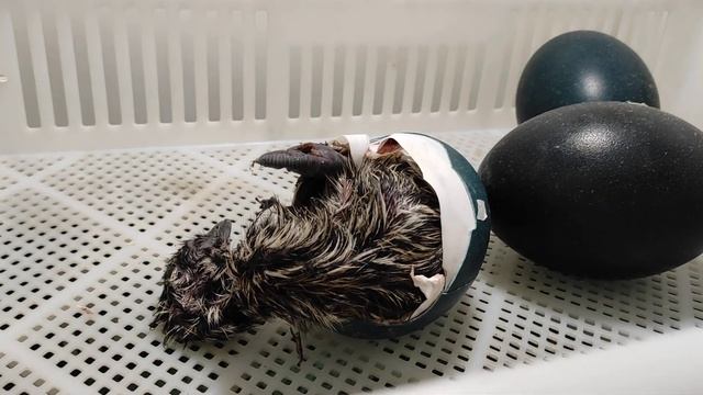 Как вылупляются страусы эму смотреть онлайн