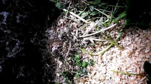 Ольхонская полевка в неволе