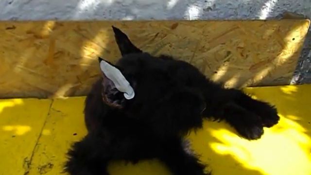 подклейка ушка после снятия швов у ризена.. смотреть онлайн