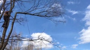 Спил, удаление, валка деревьев (8202)60-01-09