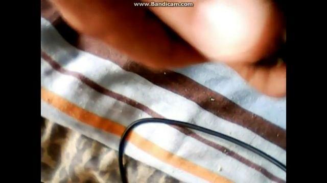 КАК ОПРЕДЕЛИТЬ РОД ДЖУНГАРСКИХ ХОМЯКОВ смотреть онлайн