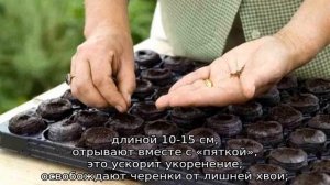 Туя Микки западная: описание, посадка и уход