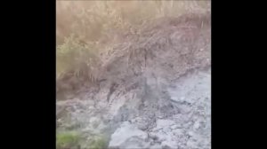 Pitbull Dog vs Huge Coyote Fight  | WHO WINS ?  | REAL ATTACK