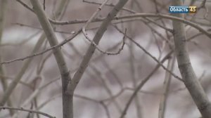 Жителям Курганской области позволят бесплатно собирать валежник в лесах