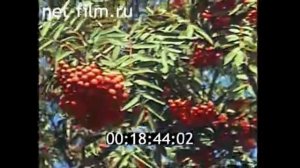 1987г. Жостово. Жостовская роспись. Московская обл.