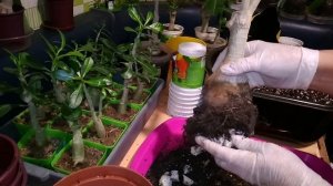 АДЕНИУМЫ - меняю состав грунта. ПЕРЕСАДКА АДЕНИУМОВ.