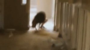 15 Жутких Тварей, Снятых На Камеру / Часть 2