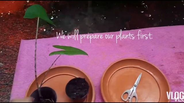 Alocasia Zebrina 101 : Care, Propagation & Death смотреть онлайн