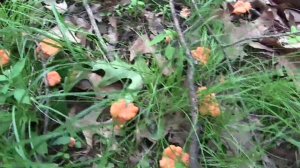 Pennsylvania Chanterelle Mushroom Hunting