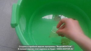 Как сделать Скелетирование Листьев белизной в домашних условиях.