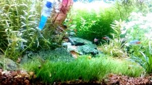 Вьетнамка в аквариуме.