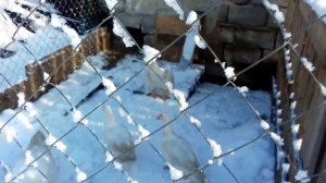 Содержание мускусных уток зимой