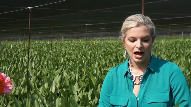 Floral Design With Aspidistra - Tips & Tricks смотреть онлайн