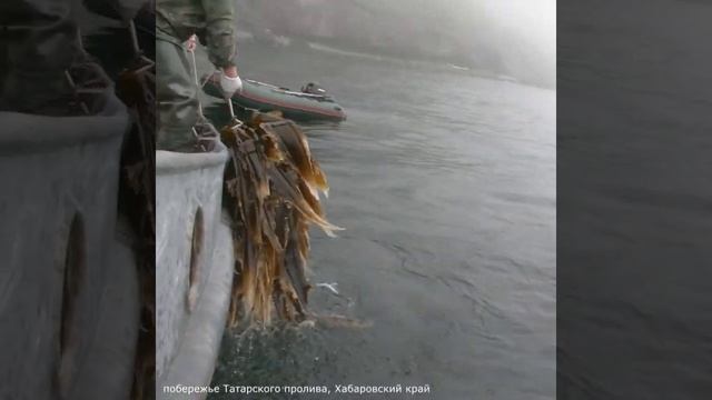 морская капуста. косят водолазы