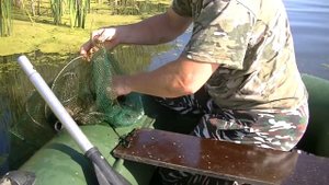 Поймали раков на раколовку | Крупные раки | Готовим раков в казане.