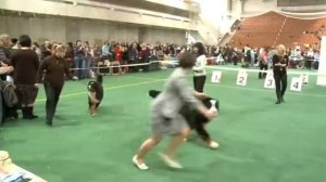 Клип выставка собак