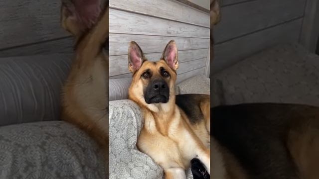 So ungrateful #germanshepherd #gsd #dogsoftiktok # смотреть онлайн