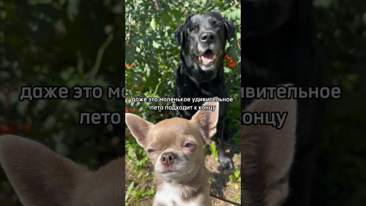 Наше маленькое лето 2023 #чихуахуа #лабрадор #dogblog #нашелето #chihua #labrador #happy #sorts