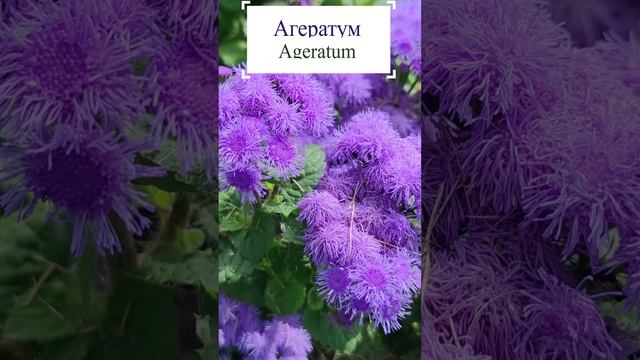 Агератум (Ageratum).?