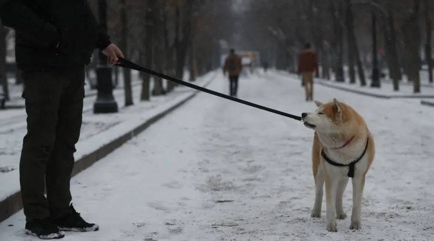 Намордник, поводок и опасные породы: правила выгула собак в России