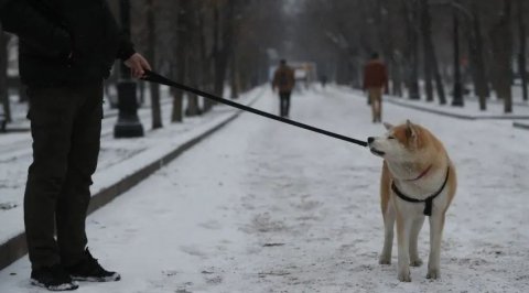 Намордник, поводок и опасные породы: правила выгула собак в России