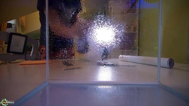 Мгновенное преображение аквариума за 10 минут. Секреты акваскейперов при работе с аквариумным фоном смотреть онлайн