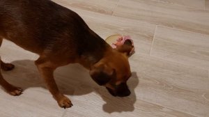 Что выбирает той-терьер на ужин. Сухой корм & Сосиски. Чем кормить собаку, а чем подкармливать.