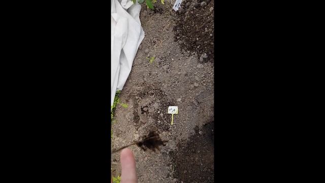 Дела огородные.  Посадка салатов Барлах, Аквино и Кирибати