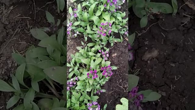 Алиссум (Alyssum)