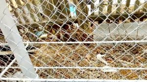 Год миновал- Первый габион. Анонс на новый габион под забор