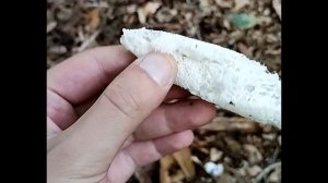 Stinkhorn corpse - Phallus impudicus