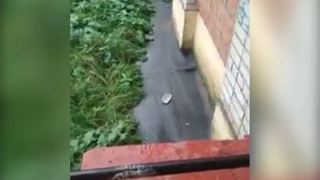 Крысы атаковали дом в Дзержинском районе Ярославля смотреть онлайн