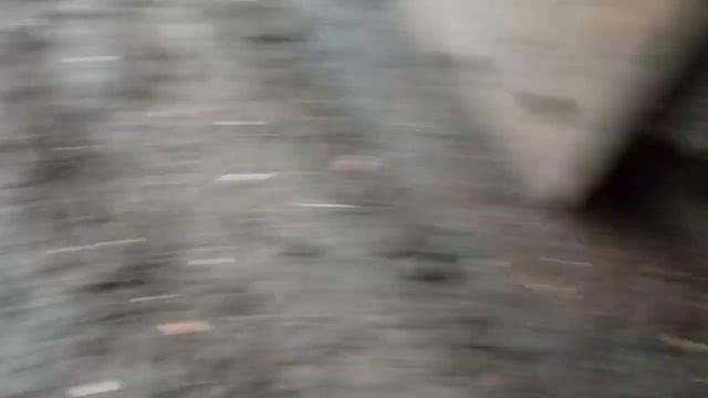 Мои Адлерские петухи-самые хорошие самцы. Яйца кур несушек на 100% будут оплодотворены смотреть онлайн