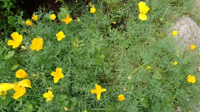 Эшшольция калифорнийская (Californisk guldvalmue, Eschscholzia californica), Ботанический сад Орхус