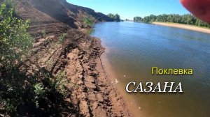 Поклевка САЗАНА