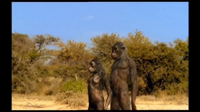 TRILOGY OF LIFE - Walking with Beasts - "Australopithecus afarensis" смотреть онлайн