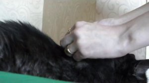 Как сделать БЕЗБОЛЕЗНЕННО укол в холку коту