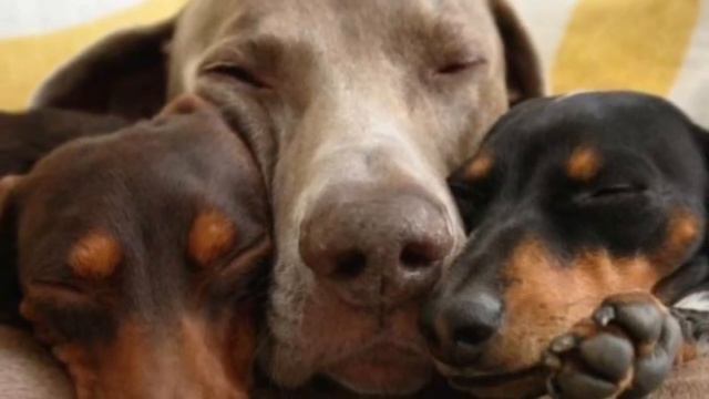 После смерти друга пес отказывался вставать. Пока не увидел коробку, в которой что-то пищало смотреть онлайн